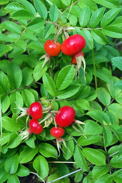 The ripe berries of a dogrose — Stock Photo, Image