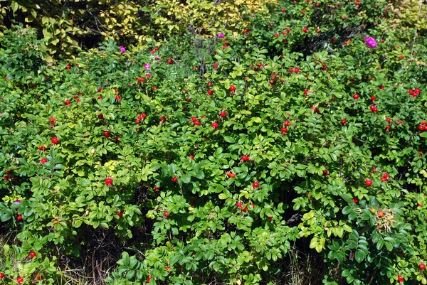 Les baies mûres d'une dogrose — Photo