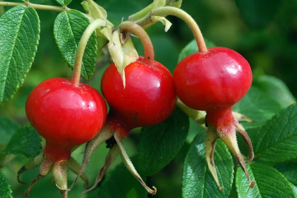 The ripe berries of a dogrose — Stock Photo, Image