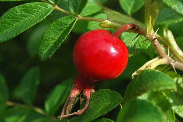 Dogrose の熟した果実 — ストック写真