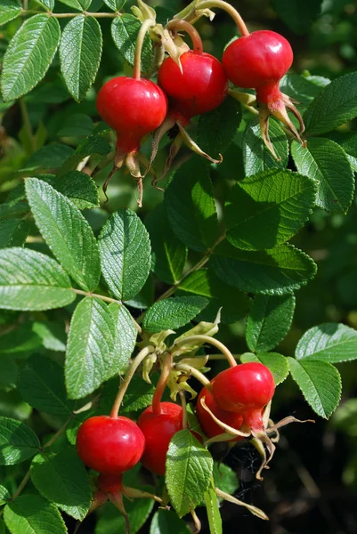 The ripe berries of a dogrose — Stock Photo, Image