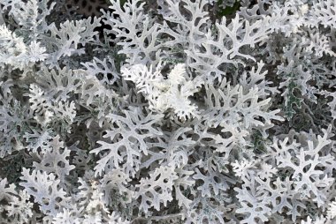 arka ışık yeşil bitkiler