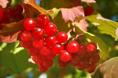 Olgun kırmızı meyveler