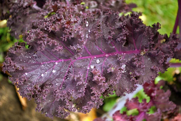 Ripe cabbage — Stock Photo, Image