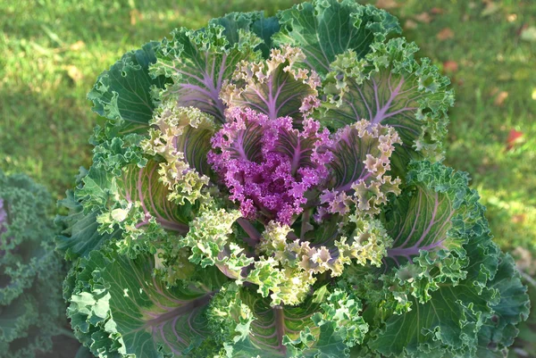 Ripe cabbage — Stock Photo, Image