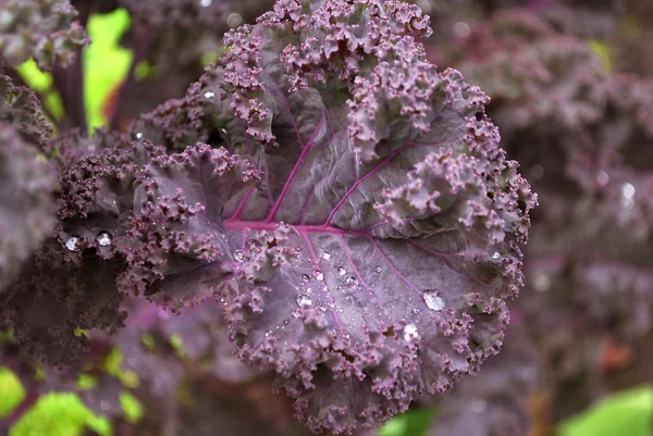 Ripe cabbage — Stock Photo, Image