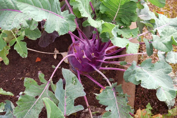 Ripe beet — Stock Photo, Image