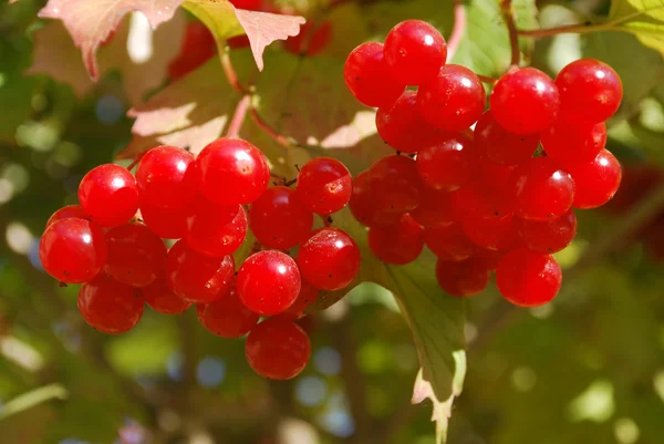 Baies rouges mûres — Photo