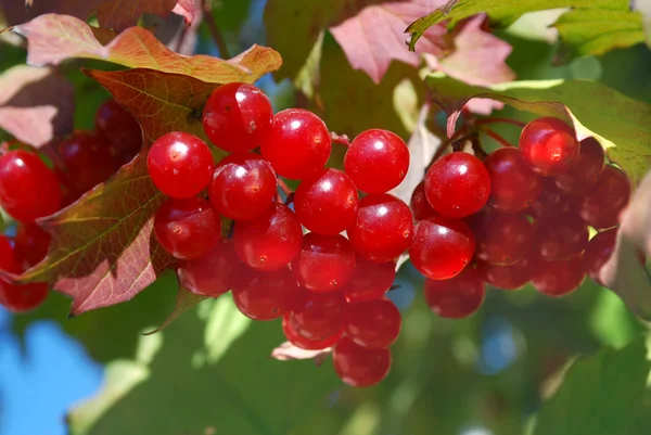 Érett piros bogyós gyümölcsök — Stock Fotó
