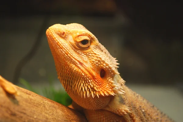 A large brown lizard — Stock Photo, Image