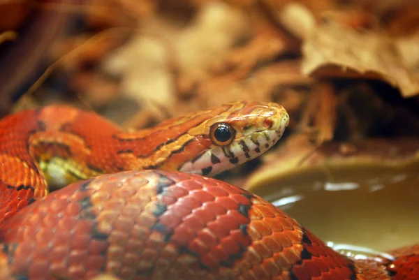赤いヘビ — ストック写真