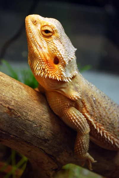 Een grote bruine hagedis — Stockfoto