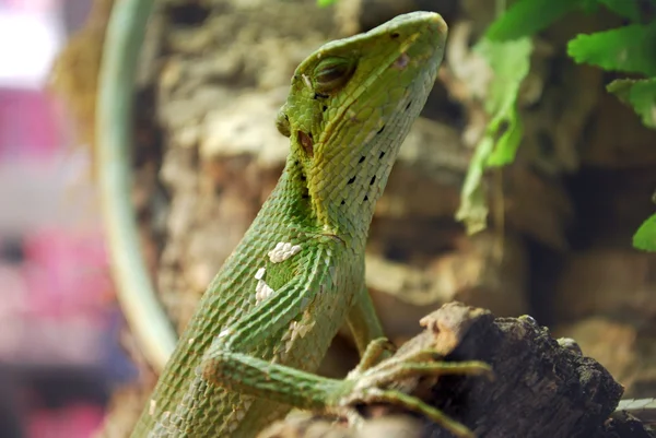 Green lizard — Stock Photo, Image