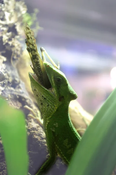 Green lizard eating a grasshopper — Stock Photo, Image