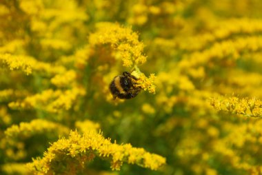 bir arı nektarı toplamak