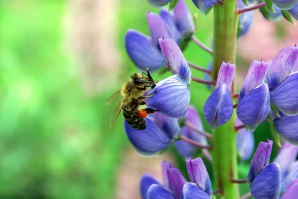 A bee collecting nectar — Stock Photo, Image