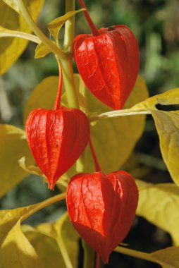 parlak turuncu çiçekler physalis