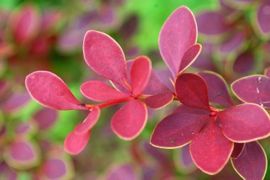 Bush dekoratif kızamık