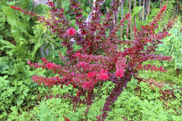 Bush decorative barberry — Stock Photo, Image