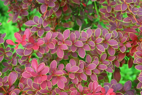 Bush decorative barberry — Stock Photo, Image