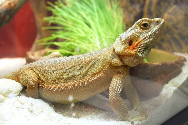 Een grote bruine hagedis — Stockfoto