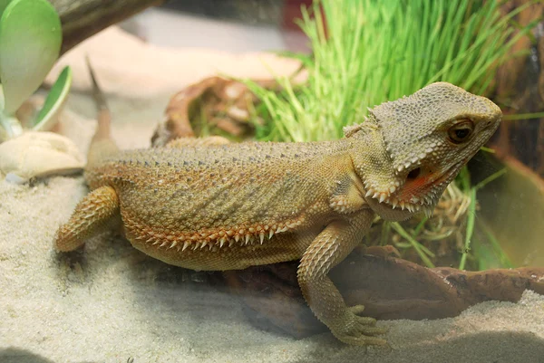 A large brown lizard — Stock Photo, Image