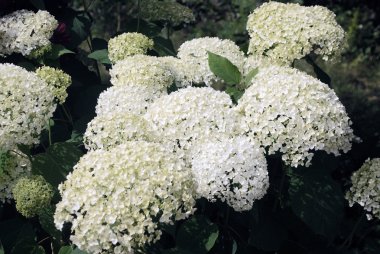 Bush çiçek beyaz ortanca