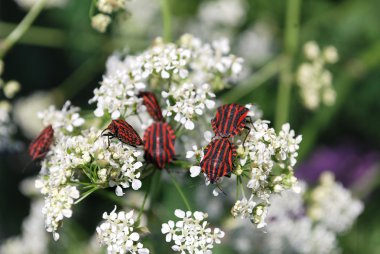 böcekler üzerinde beyaz çiçekler