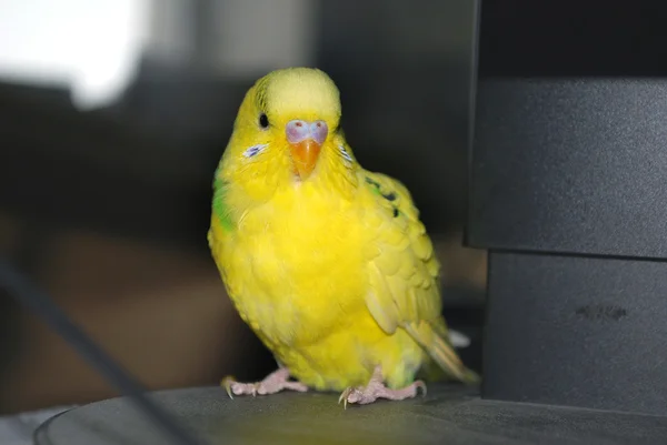 Papagaio brilhante — Fotografia de Stock