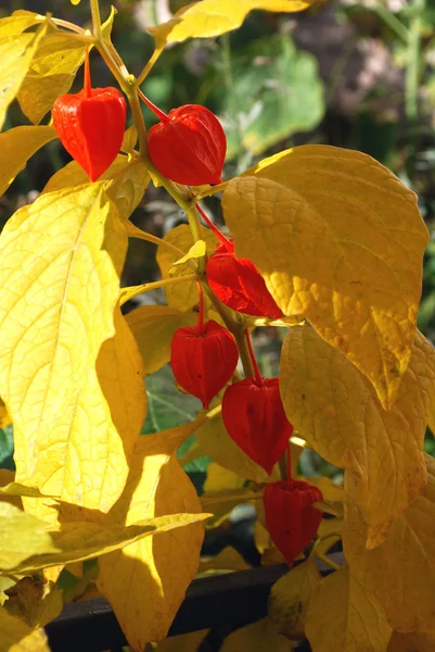 Bright orange flowers physalis — Stock Photo, Image