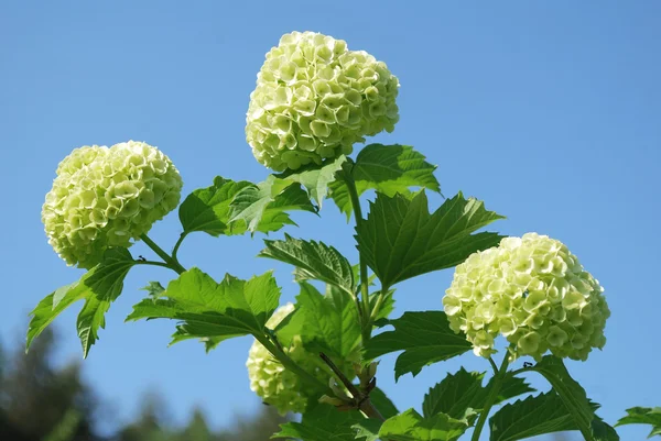 Bush blooming white hydrangea — Stock Photo, Image