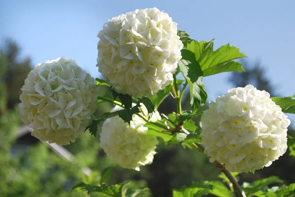 Bush blooming white hydrangea — Stock Photo, Image