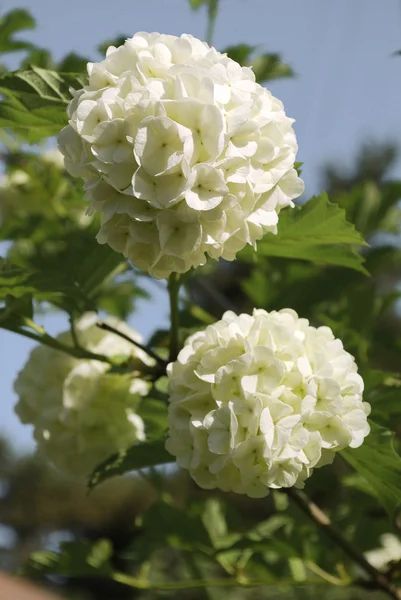 Bush kvete bílými hortenzie — Stock fotografie