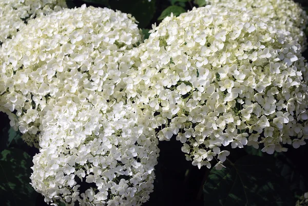 Bush blooming white hydrangea — Stock Photo, Image