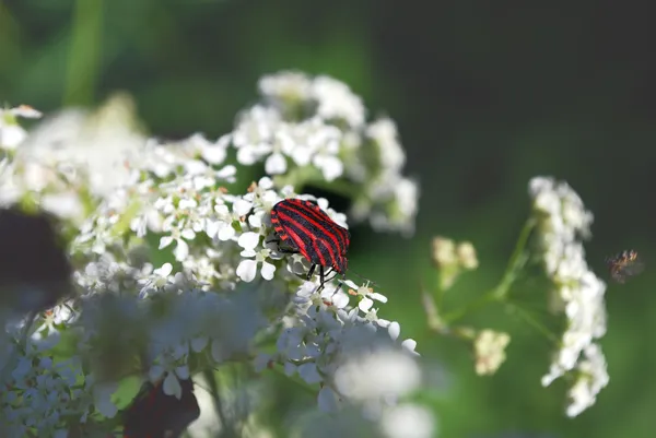 Beetle on white flowers — Stock Photo, Image