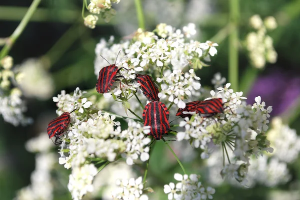 Skalbaggar på vita blommor — Stockfoto