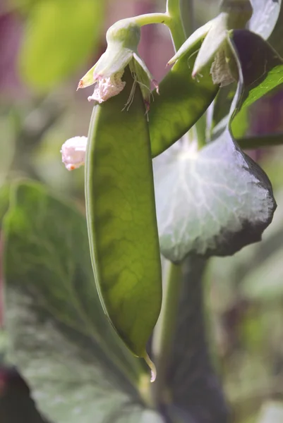 绿色的荚豌豆 — 图库照片