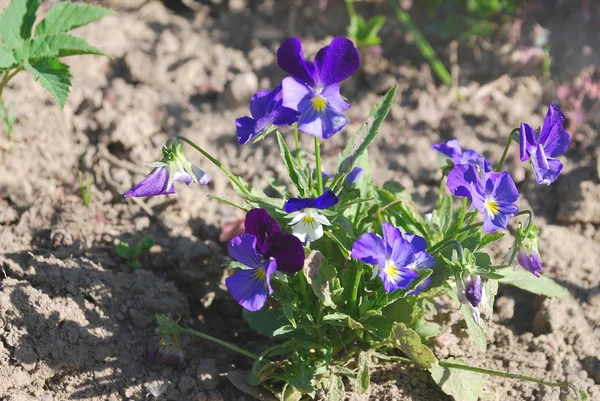 Leuchtend blaue Blumen Viola — Stockfoto