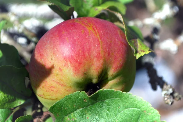 Ripe Apple on a tree — Stock Photo, Image