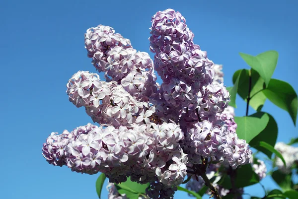 Blossoming lilac branch — Stock Photo, Image