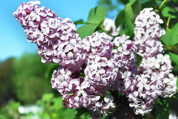 Blossoming lilac branch — Stock Photo, Image