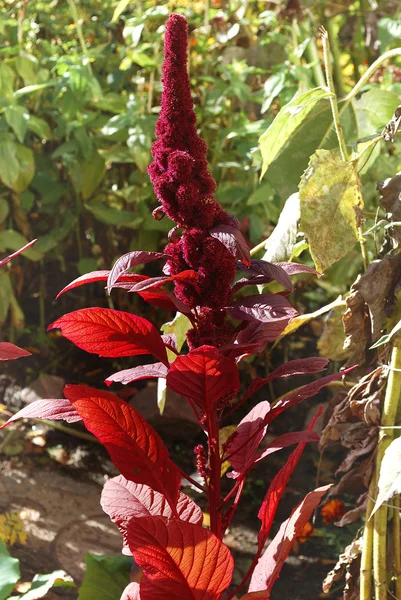 Bright red flowers — Stock Photo, Image