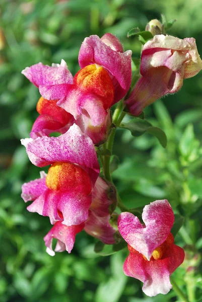 Flores rosadas brillantes — Foto de Stock