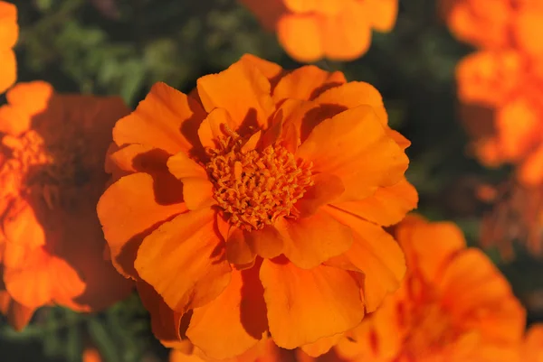 Leuchtend orange Blüten — Stockfoto