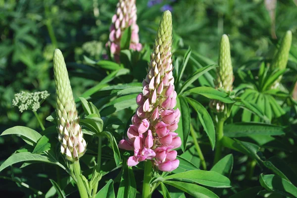 Bright pink flowers lupine — Stock Photo, Image