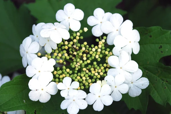 Luminosi fiori bianchi — Foto Stock