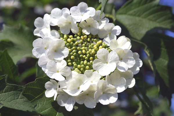 Bright white flowers — Stock Photo, Image