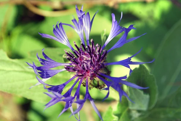 Leuchtend blaue Blume Kornblume — Stockfoto