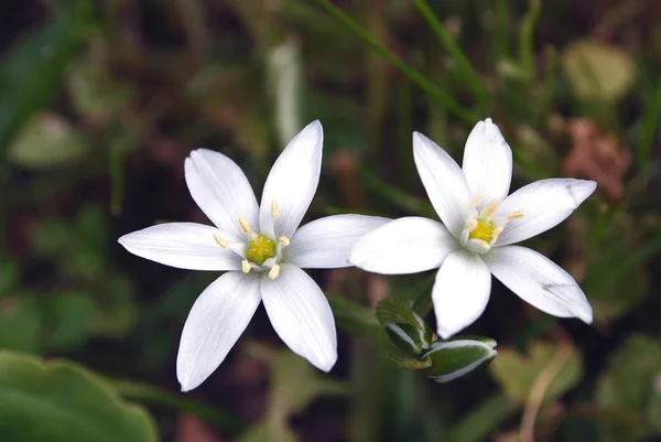 Strahlend weiße Blüten — Stockfoto