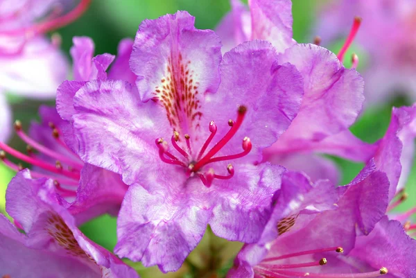Fleurs rose vif rhododendron — Photo
